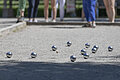 Markt Bad Abbach Kurpark Pétanque-Spiel Foto: altrofoto.de