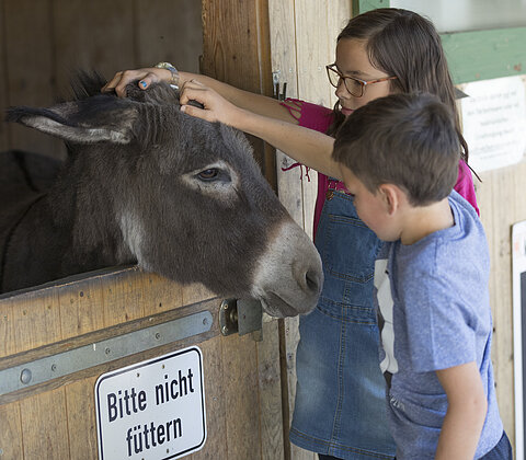 Kinder streicheln einen Esel im Tiergehege