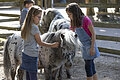 Kinder streicheln die Ponys aus dem Tiergehege