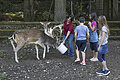 Kinder sehen einer Pflegerin bei der Fütterung der Rehe zu