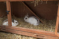 Hasen im Tiergehege