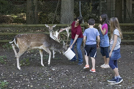 Kinder sehen einer Pflegerin bei der Fütterung der Rehe zu