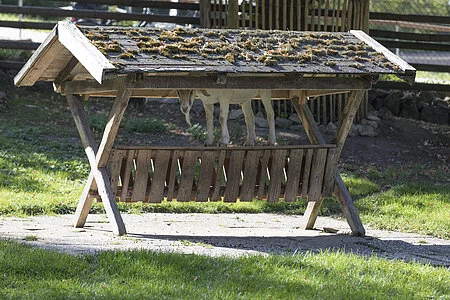 Ziege hat es sich in der Futterraufe gemütlich gemacht