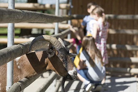 Ziege im Tiergehege