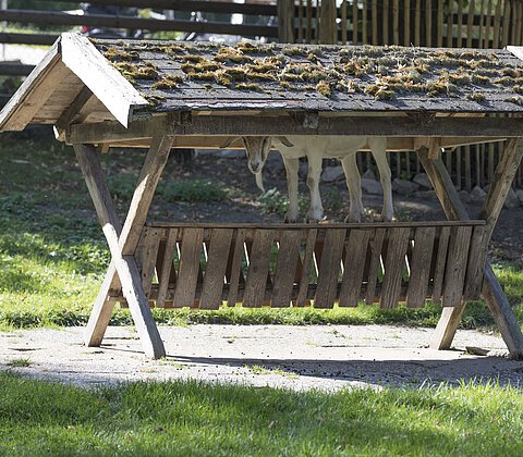 Ziege hat es sich in der Futterraufe gemütlich gemacht