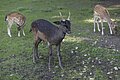 Rehkitze im Tiergehege