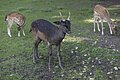 Tiergehege mit Streichelzoo im Kurpark Bad Abbach