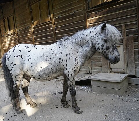 Pony "Moritz"