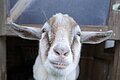 Ziegenbock "Casanova"