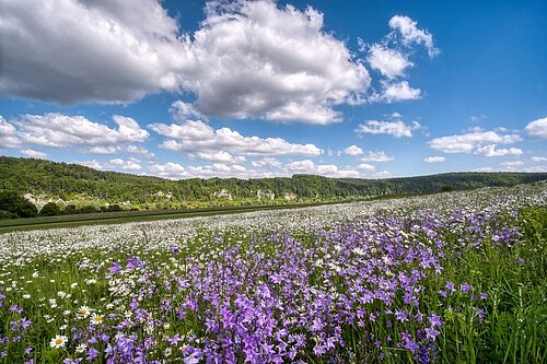 Blumenwiese am Donauradweg, Glockenblumen, Frühjahr, Sommer