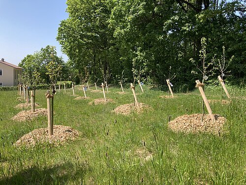 Erster Bad Abbacher Hochzeitswald