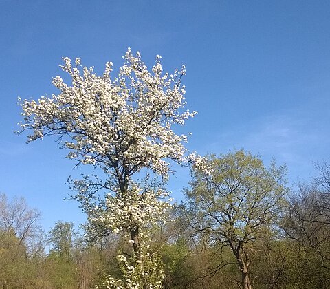 Bluehende Wildbirne im Isarauwald