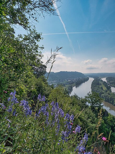 Blumenwiese an den Oberndorfer Hängen, Blick auf die Donauinsel