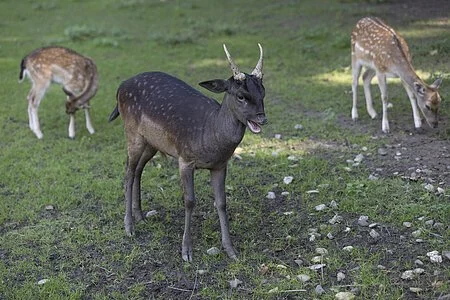 Rehkitze im Tiergehege