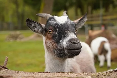 Tiergehege im Kurpark