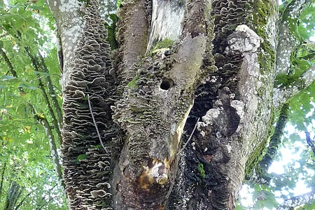 Biotopbaum mit Spechthöhlen