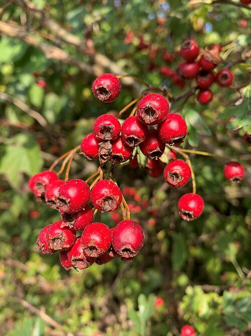 Eingriffelinger Weißdorn Ende September