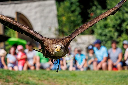Europäischer Seeadler am Falkenhof Schloss Rosenburg im Flug