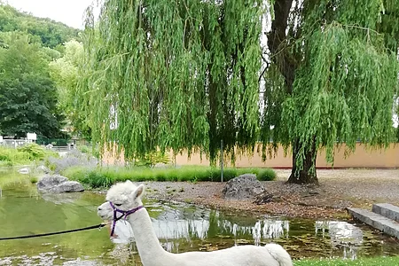 Sandro beim Spaziergang