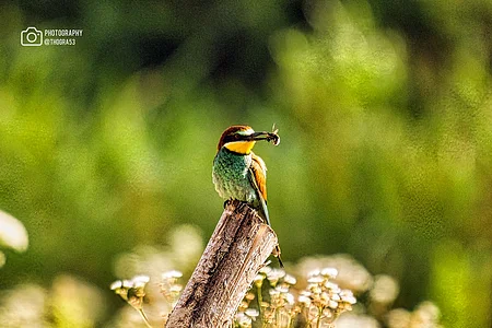 Vogel Bienenfresser sitzt auf einem Ast vor seiner Bruthöhle und hat eine Biene im offenen Schnabel.