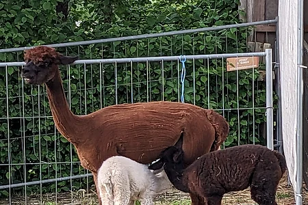 Braunes Alpaka mit zwei Fohlen, eines weiß, eines dunkel, auf einer Wiese vor einem Zaun.