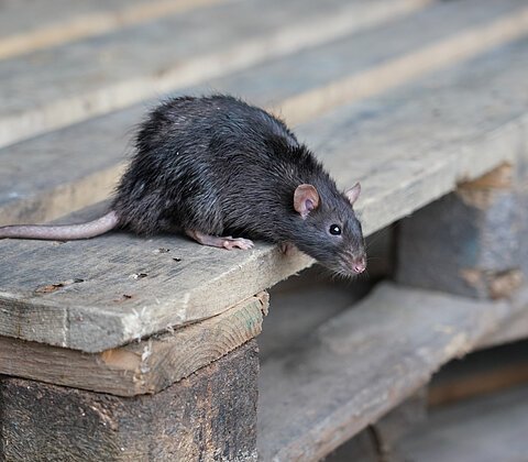 Eine schwarze Ratte sitzt auf einer Holzpalette und schaut nach vorne.
