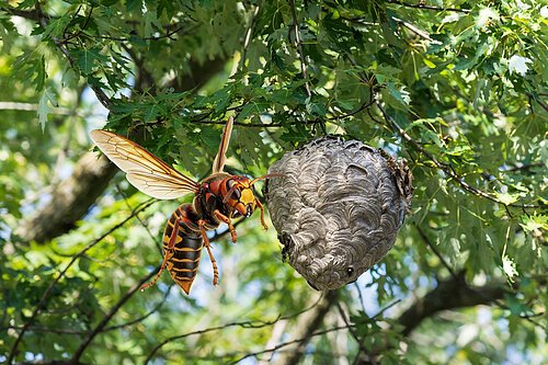 Eine Hornisse fliegt neben einem großen, grauen Wespennest, das an einem Baumzweig hängt.