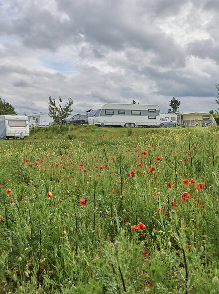 Campingplatz Freizeitinsel Wohnwagen und Autos auf einem Campingplatz hinter einem Feld mit roten Blumen und grünem Gras.