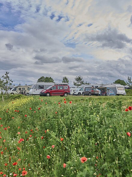 Campingplatz Freizeitinsel Wohnwagen und Wohnmobile auf einem Campingplatz, umgeben von grüner Wiese und blühenden Mohnblumen.