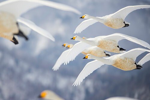 Singschwaene im Flug aussieanouk_AdobeStock_173489999