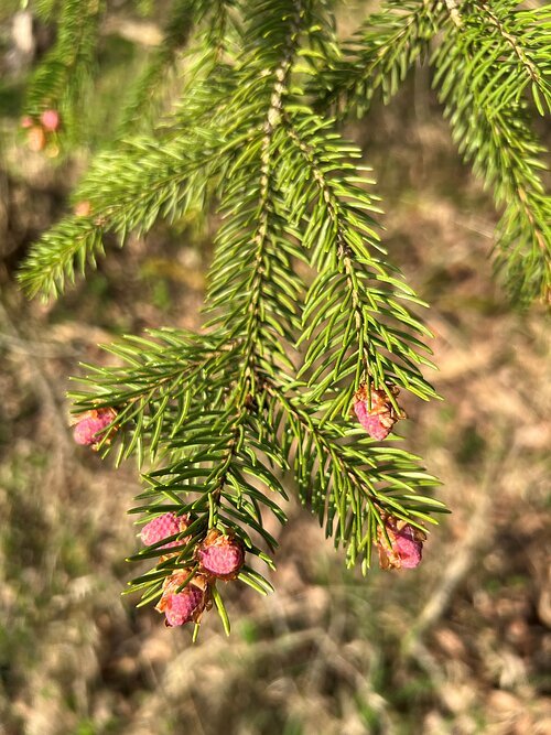 Fichtenknospen Austreibende Fichten Anfang April