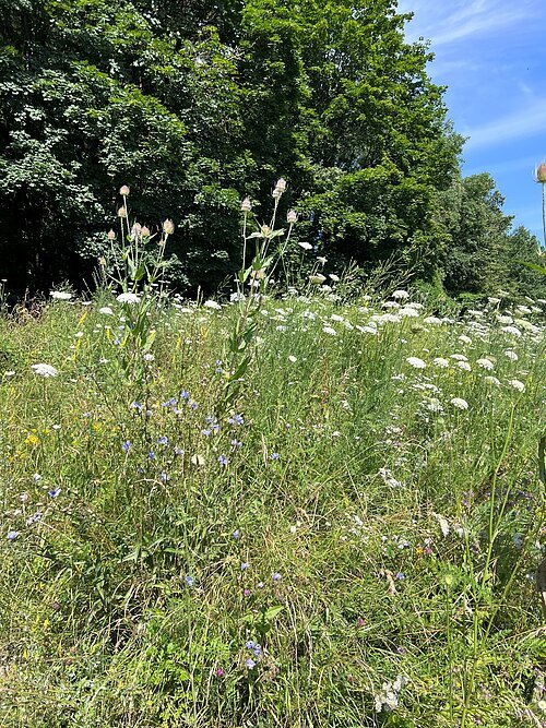 Wildkräuter am Wegesrand im Hochsommer Wildkräuter am Wegesrand im Hochsommer