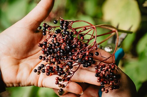 Zwei Hände halten einen Zweig mit kleinen schwarzen und roten Beeren vor grünem Hintergrund.