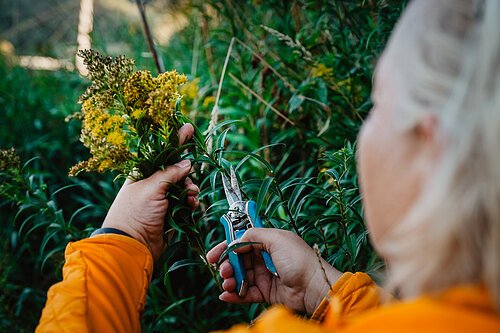 Person mit oranger Jacke schneidet gelbe Blüten mit Gartenschere in grünem Pflanzenumfeld.
