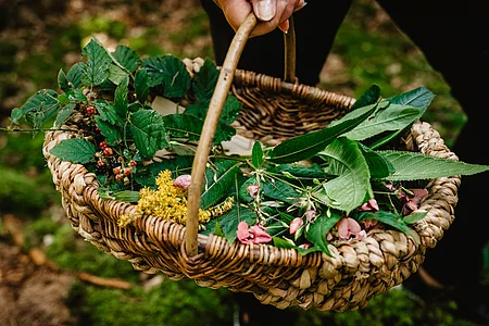 Hand hält geflochtenen Korb mit verschiedenen grünen Blättern, Beeren und Blumen im Wald.