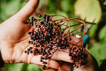 Zwei Hände halten einen Zweig mit kleinen schwarzen und roten Beeren vor grünem Hintergrund.