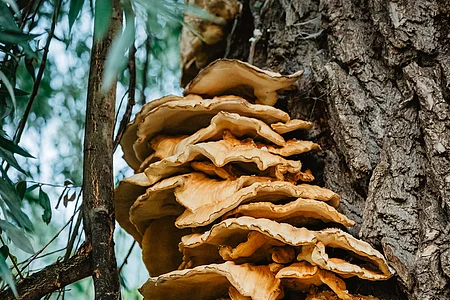 Mehrere orangefarbene Pilze wachsen gestapelt an einem Baumstamm im Wald.