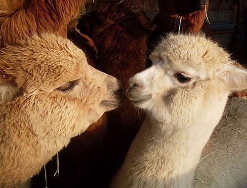 Zwei Alpakas stehen sich gegenüber, umgeben von weiteren Alpakas im Hintergrund.
