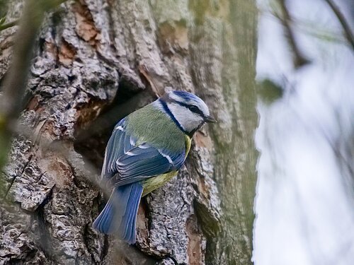 Blaumeise vor Spechthöhle