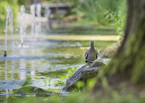 Zu sehen ist eine Taube die auf einem Stein sitzt. Der Stein ist am Rande eines Baches im Kurpark.