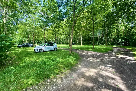 Wald mit grünem Gras, zwei geparkten Autos und einem geschotterten Weg bei Sonnenschein.