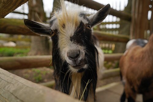 Nahaufnahme eines schwarz-weißen Ziegenkopfs mit langen Haaren in einem Holzzaun.