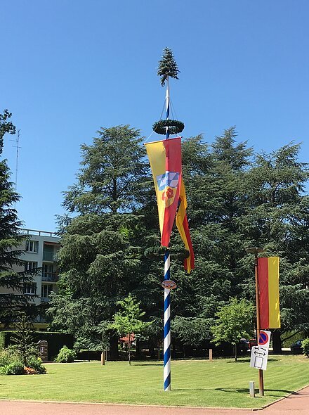 Maibaum mit blau-weiß gestreiftem Mast, zwei Kränzen und rot-gelb-blauen Fahnen auf einer Wiese vor Bäumen und Gebäuden.