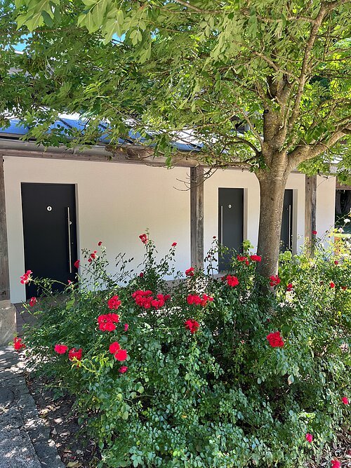 Busch mit roten Rosen vor Baum und drei schwarzen Türen an weißer Hauswand bei Sonnenschein