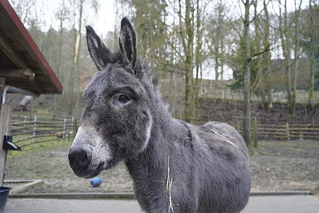 Nahaufnahme eines grauen Esels mit Stroh auf dem Fell vor einem Gehege mit Bäumen und Zaun im Hintergrund.