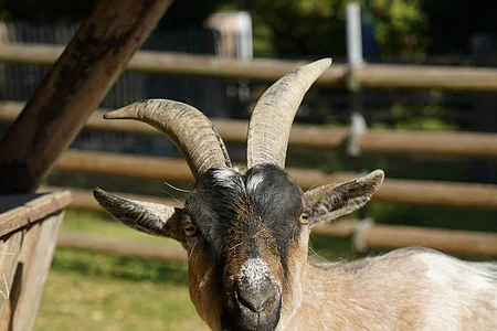 Ziegenbock mit zwei Hörnern und Bart steht vor einem Holzzaun im Freien.