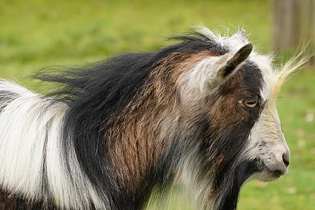 Seitenansicht einer mehrfarbigen Ziege mit langem Fell auf einer grünen Wiese.