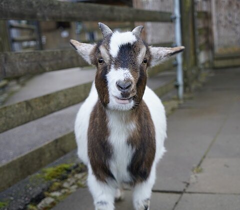 Ziegenbock mit braun-weißem Fell steht auf gepflastertem Weg vor Holzzaun und Scheune.