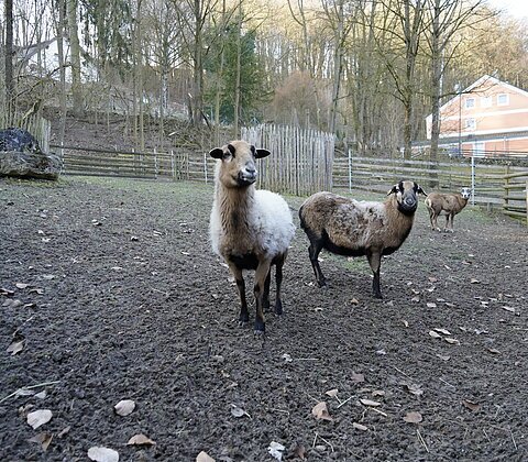 Drei Schafe stehen auf einem abgeernteten Acker vor einem Zaun und einem Haus im Hintergrund.