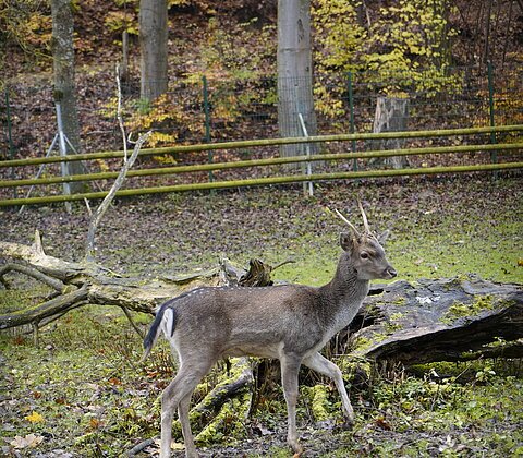 Junges Reh mit kleinen Geweihen steht auf Laub bedecktem Boden vor Baumstämmen und Zaun.